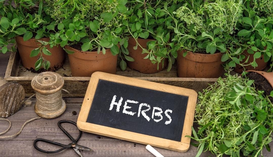 Image for 4 Fresh Herbs You Can Grow In Your Kitchen