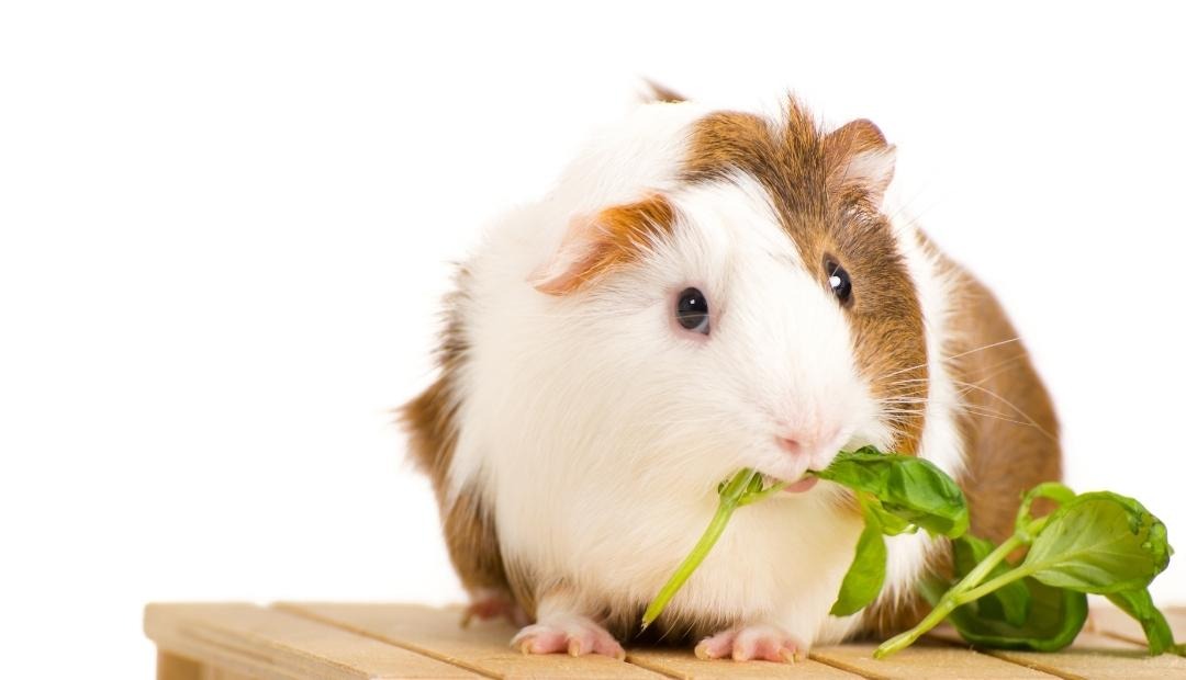 Image for 5 Tips for Caring for Your New Guinea Pig