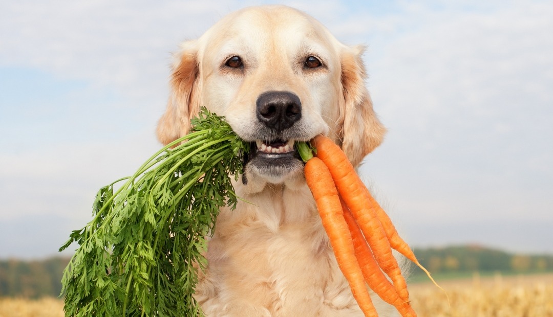 Image for Discover 10 All-Natural Dog Treats You Already Have in Your Kitchen Pantry