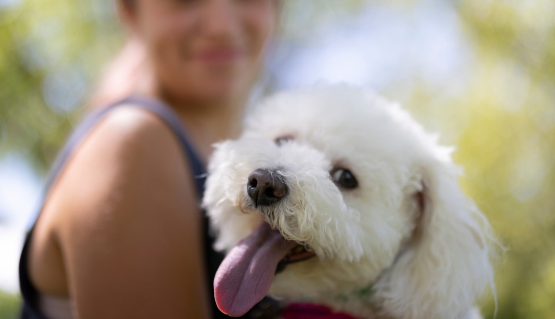 Image for Guide to Enhancing Your Pet Care Skills and Becoming a More Responsible Pet Owner