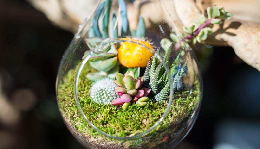 Image for Create a Terrarium: A Simple 5-Step Guide for Crafting Your Indoor Mini-Garden