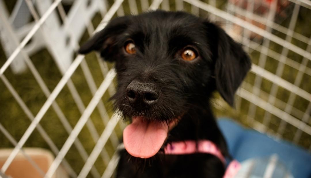 Image for Discover the Joys: 7 Incredible Reasons to Welcome a Shelter Dog into Your Home