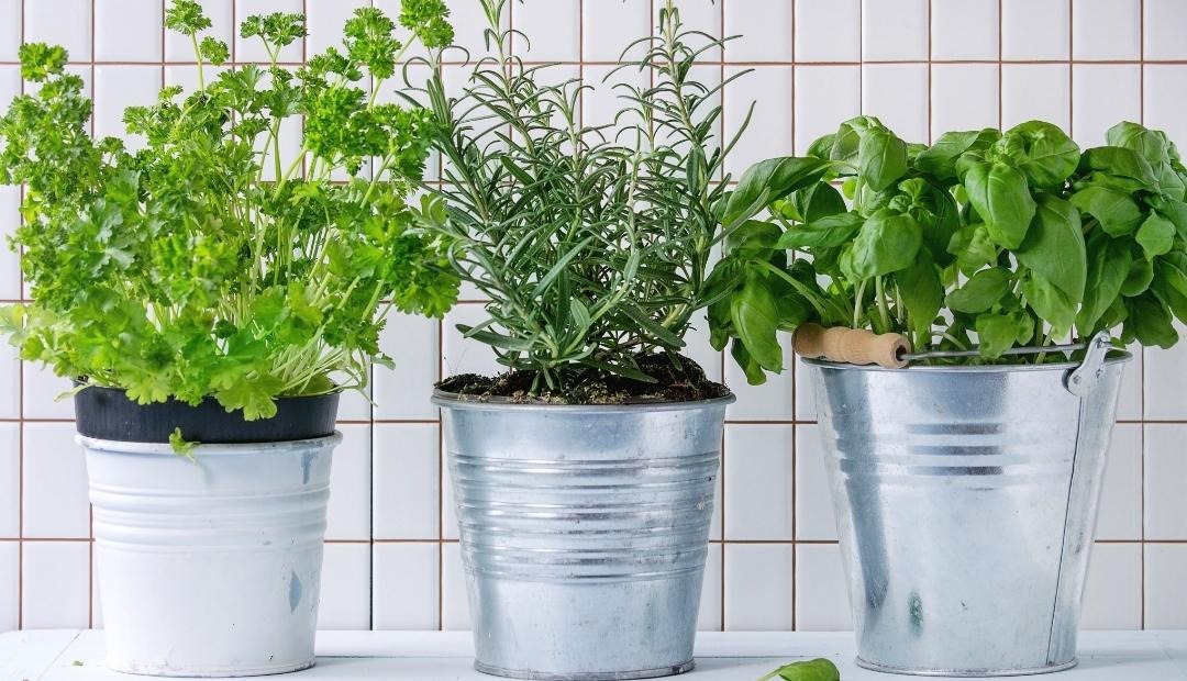 Image for 4 Fantastic Herbs To Grow In Your Kitchen