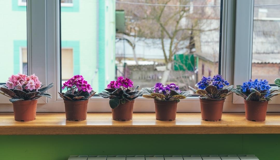 Image for 5 Easiest Flowers To Grow In Your Apartment