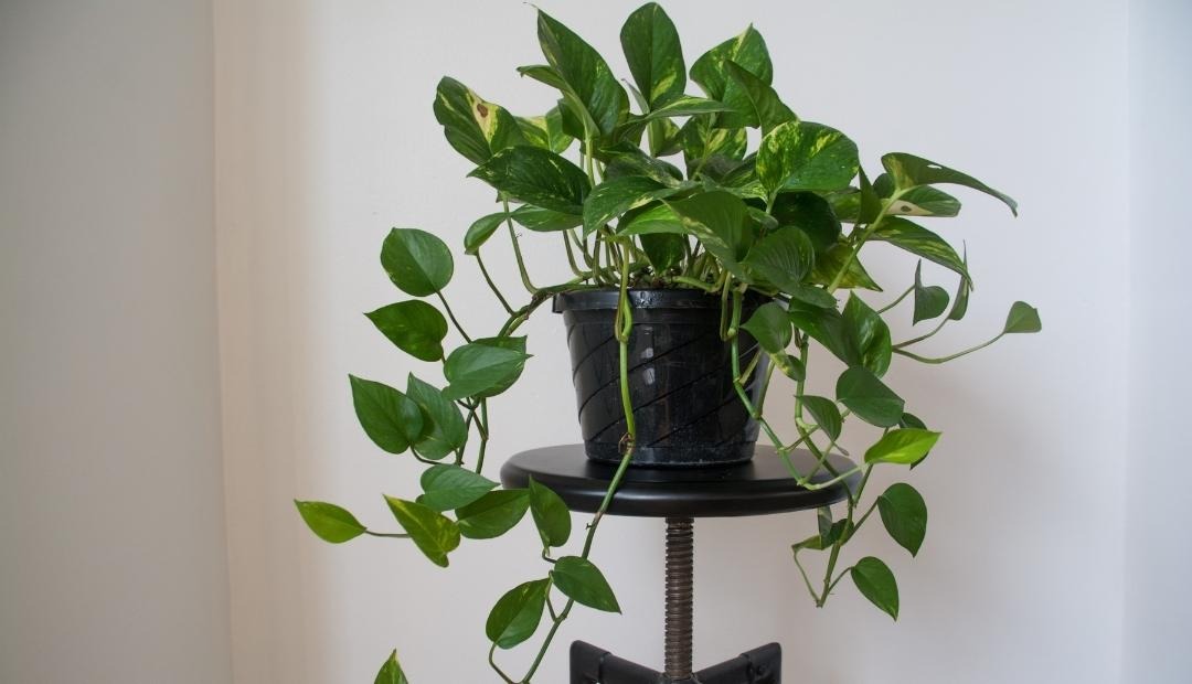 Image for 9 Easiest Indoor Plants to Care for in Your Apartment