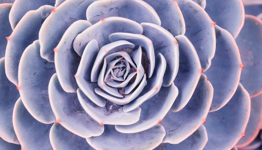 Image for Tips for Growing and Caring for Your Succulents