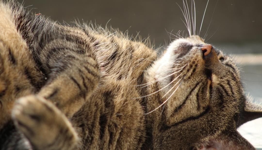 Image for 7 Tips for Keeping Your Cat Healthy