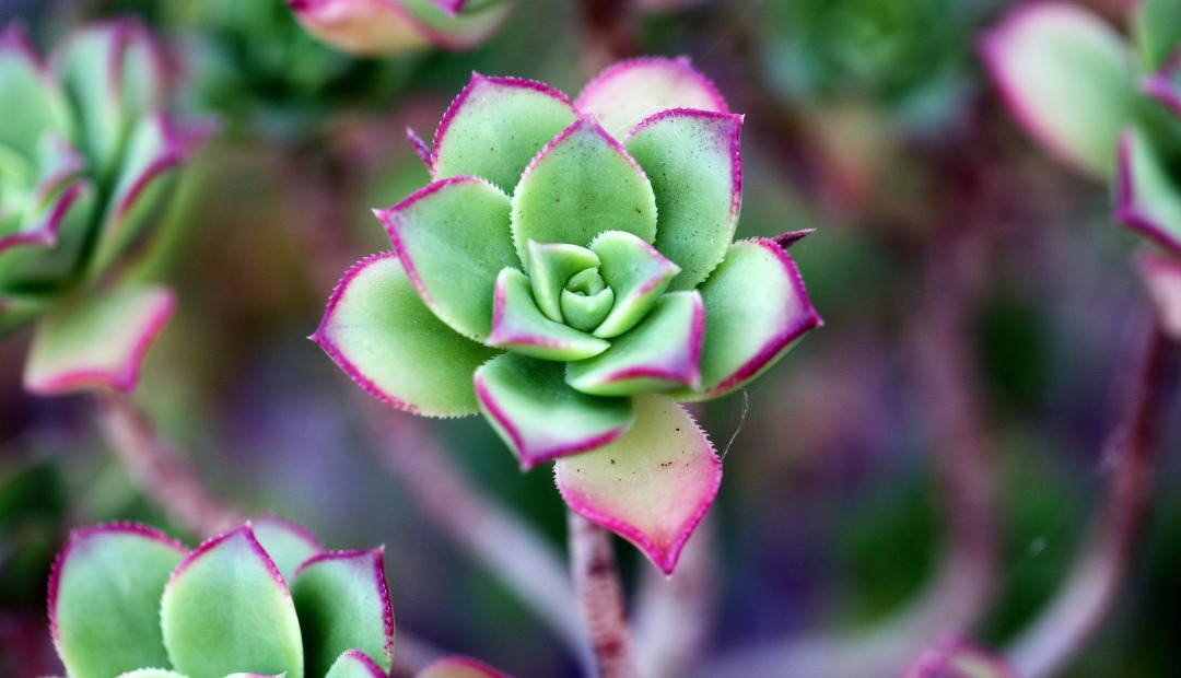 Image for Creative Strategies for Thriving Succulents: How to Keep Them Flourishing in Your Apartment