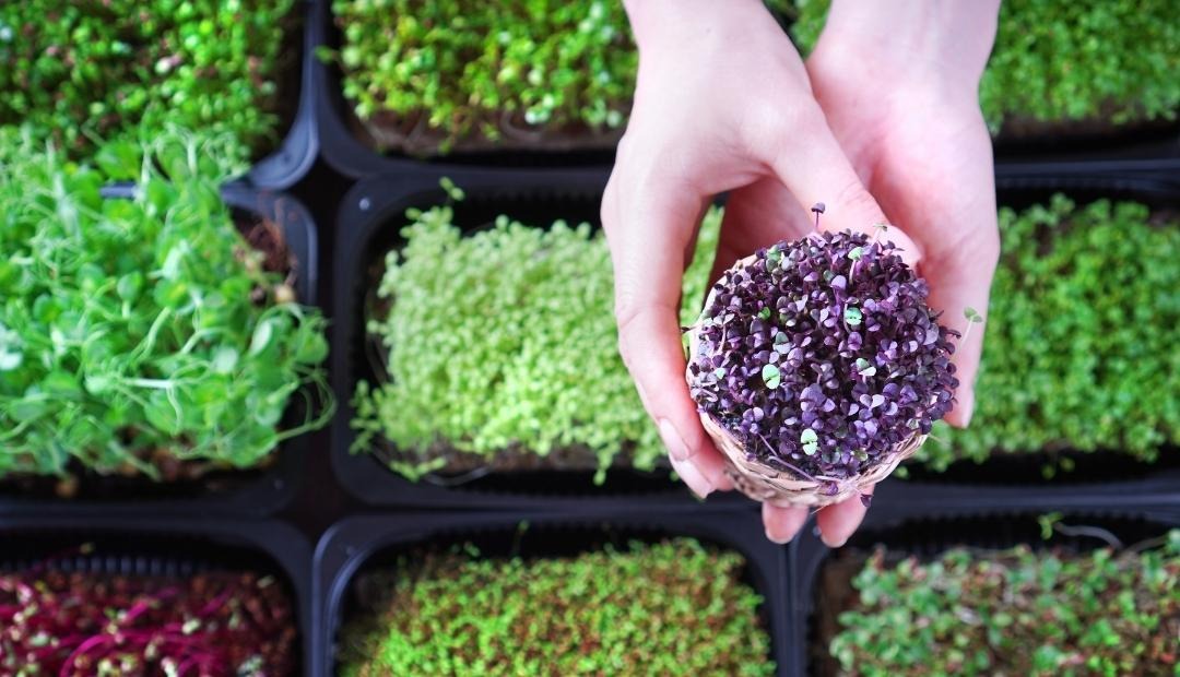 Image for Exploring the Microgreen Craze: Benefits and More