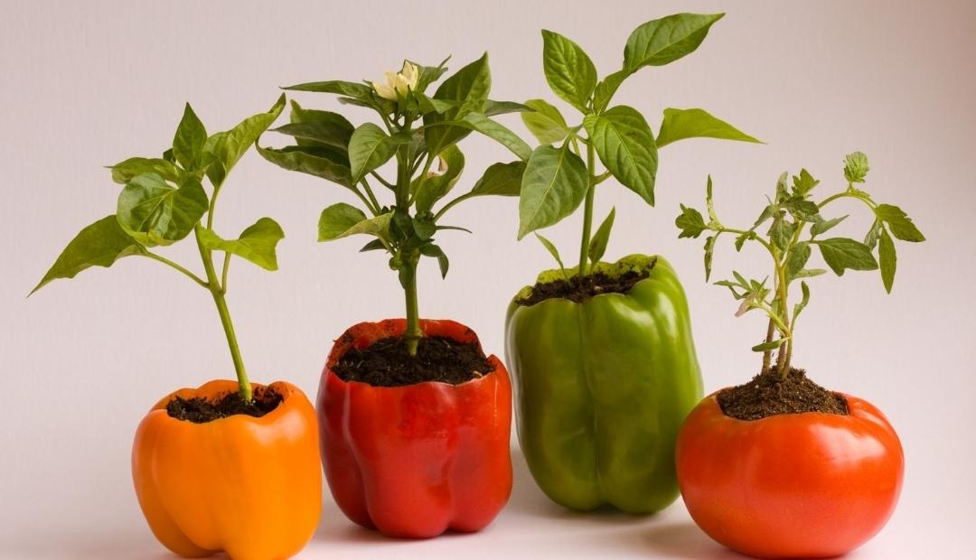 Image for 5 Vegetables That Easily Grow Indoors