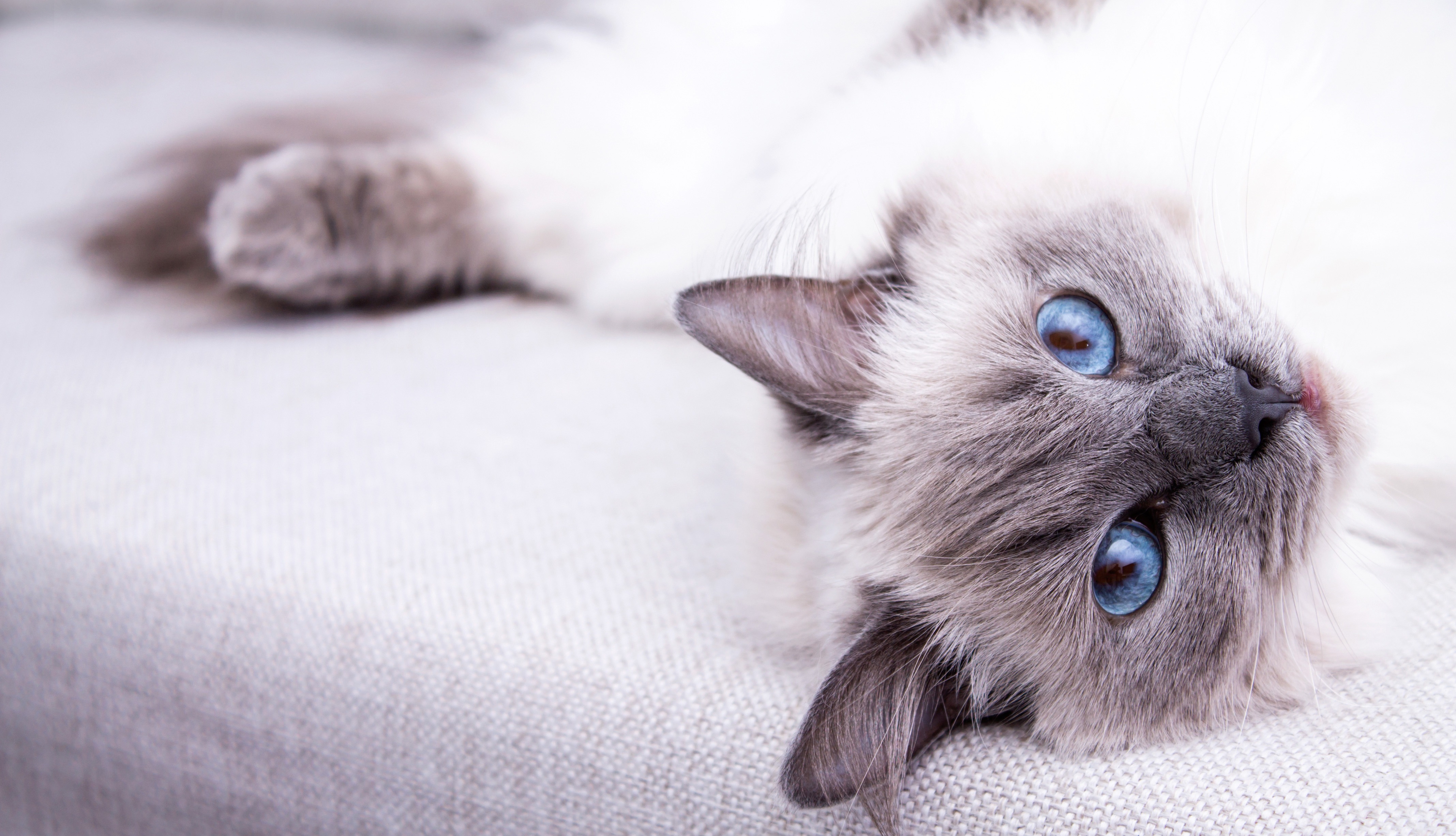 Image for Discover 5 Effective Strategies to Minimize Hairballs in Your Living Space