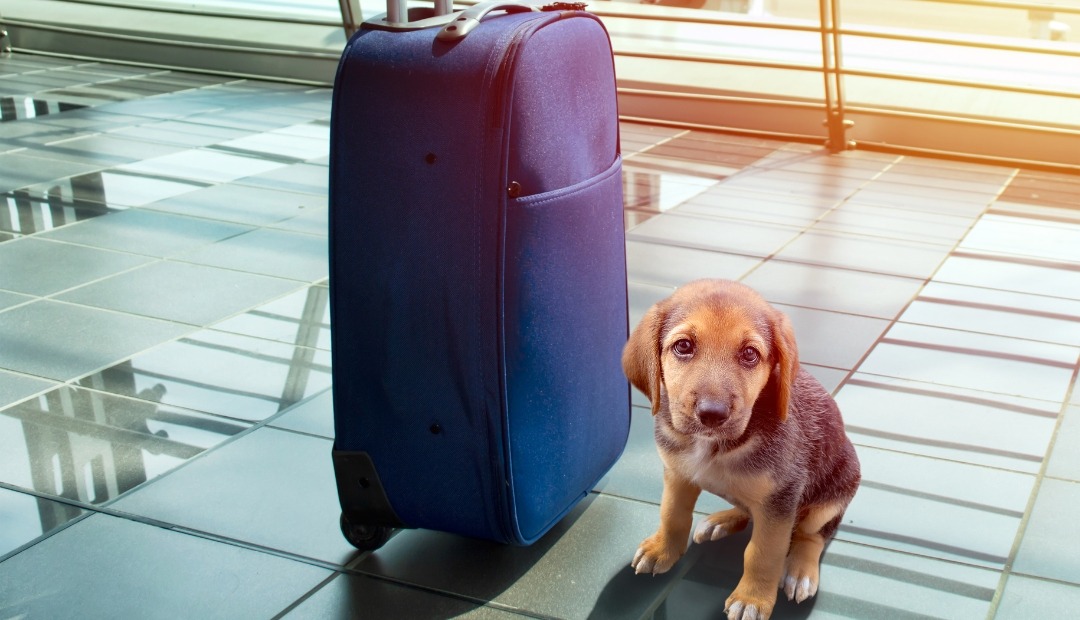 Image for  Exploring the World, One Paw Print at a Time