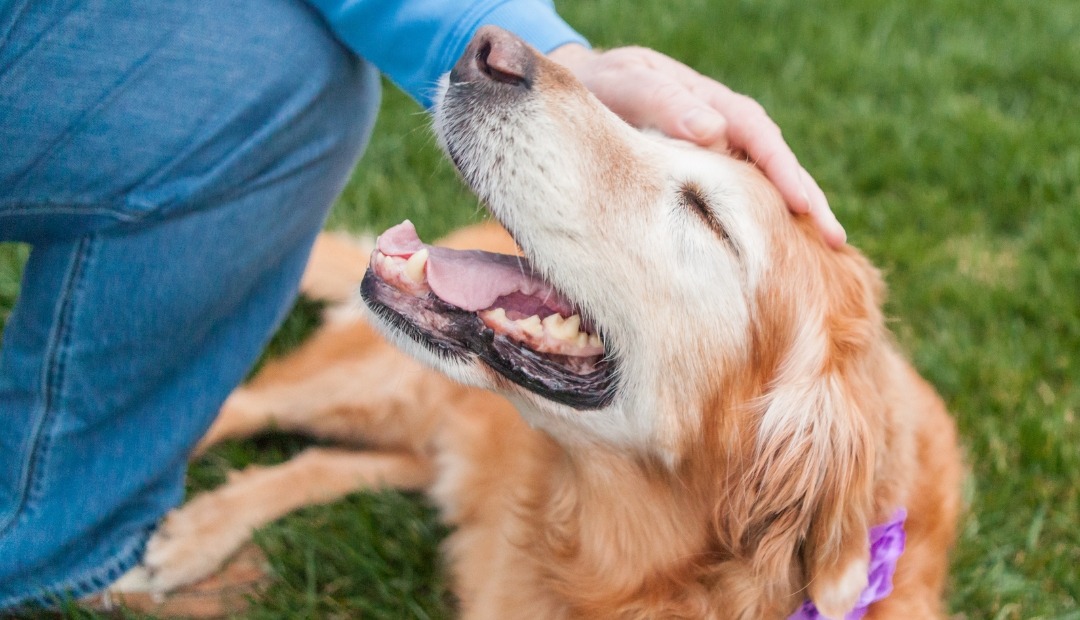 Image for Being a Responsible Pet Owner: 6 Tips to Remember