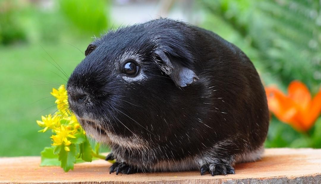 Image for Essential Tips for Caring for Your Beloved Guinea Pig in Apartment Living