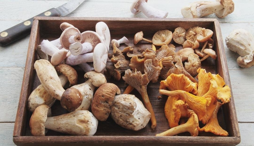 Image for 5 Great Reasons To Eat Mushrooms Regularly