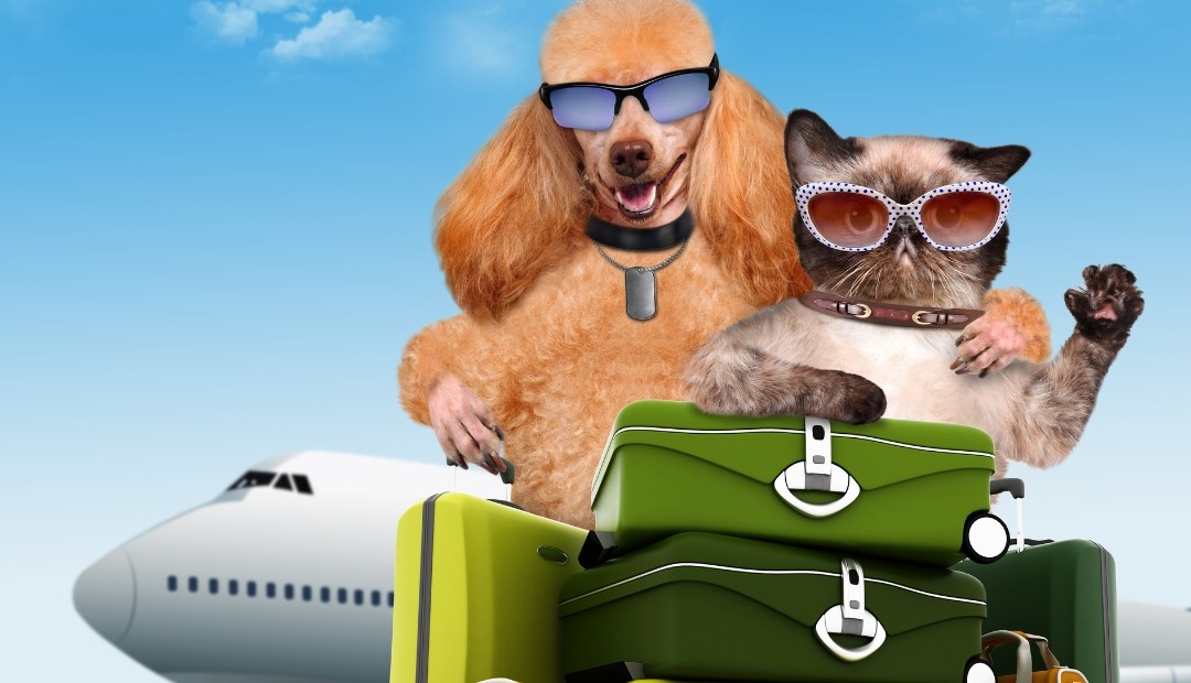 Image for Exploring with Pets: Tips for Making Your Travels Joyful and Fun with Your Furry Friends