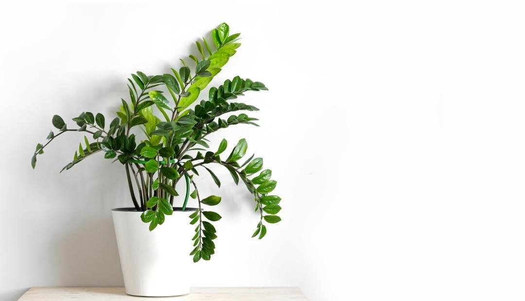 Image for 9 Hardy Indoor Plants That Thrive with Minimal Care and Are Difficult to Kill