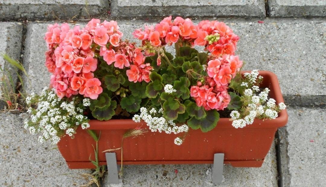 Image for Indoor Flower Gardening: 5 Flowers To Get You Started