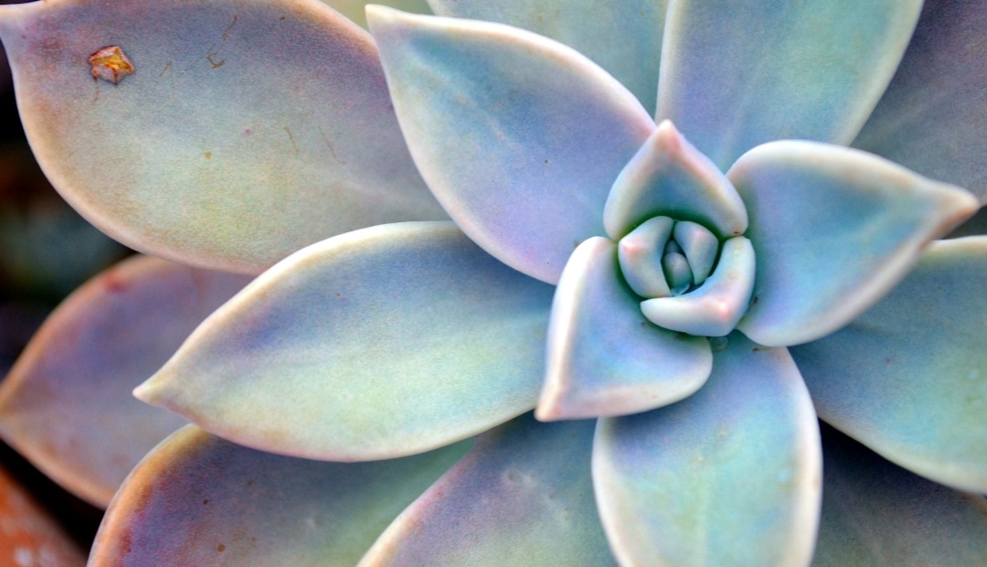 Image for How to Grow and Care for Succulents in Your Apartment