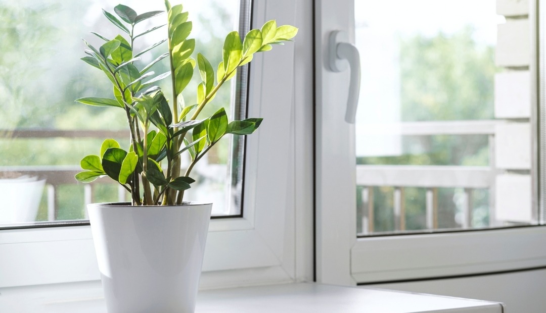 Image for Discover 9 Resilient Houseplants Perfect for Novice Gardeners and Busy Lifestyles