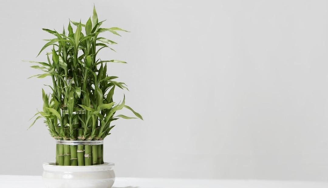 Image for Top 9 Low-Maintenance Indoor Plants Perfect for Novice Apartment Gardeners