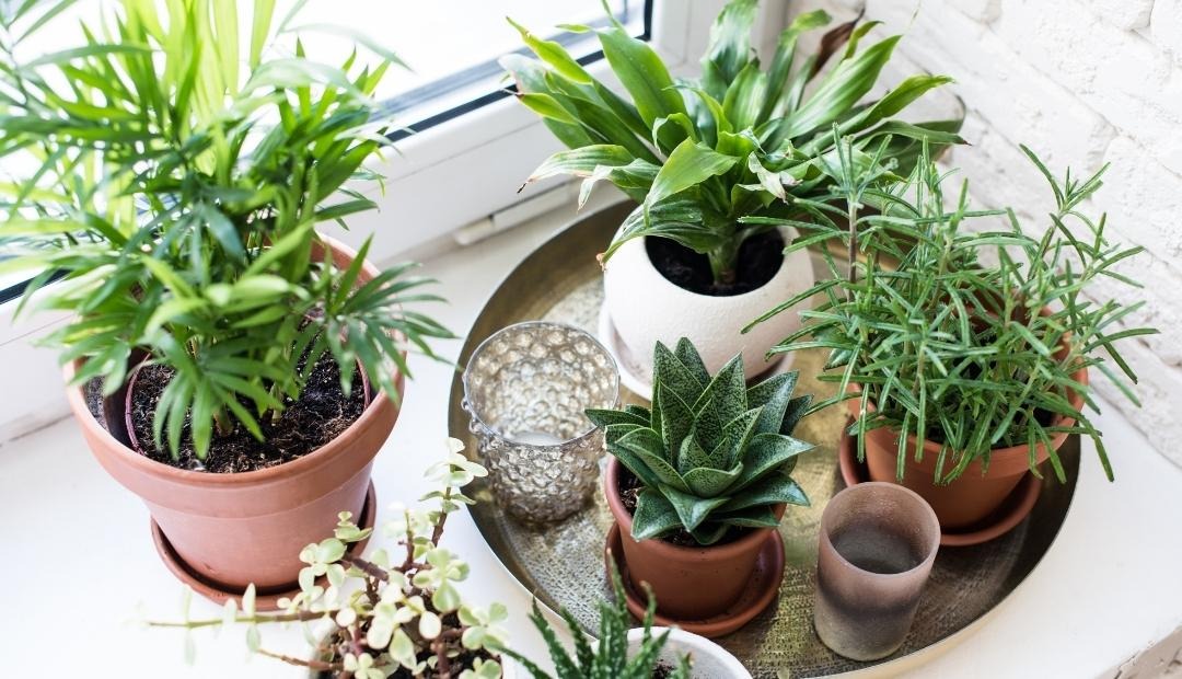 Image for Top 5 Houseplants to Purify and Enhance Air Quality in Your Kitchen