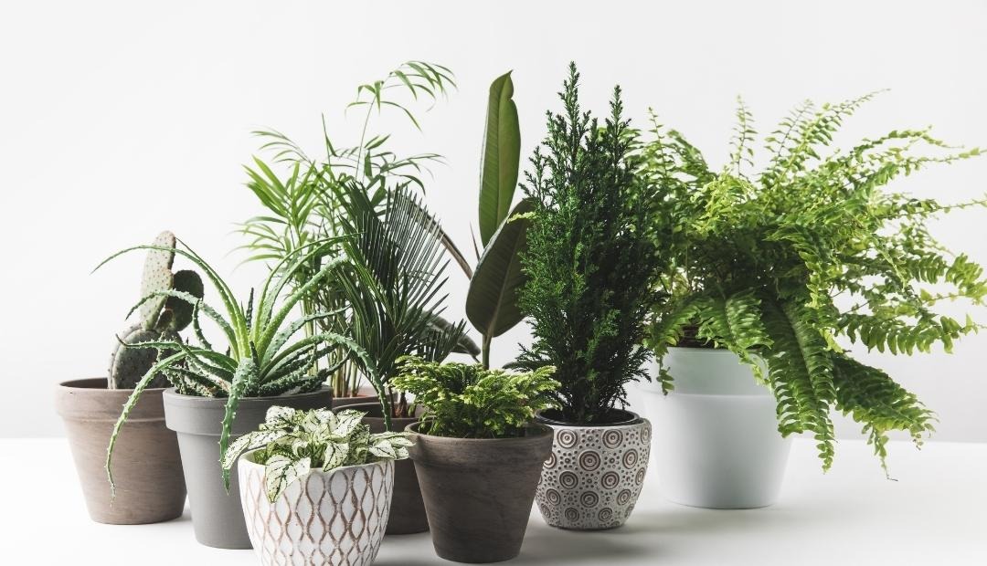 Image for 5 Low-Maintenance Houseplants That Add a Touch of Nature to Your Kitchen