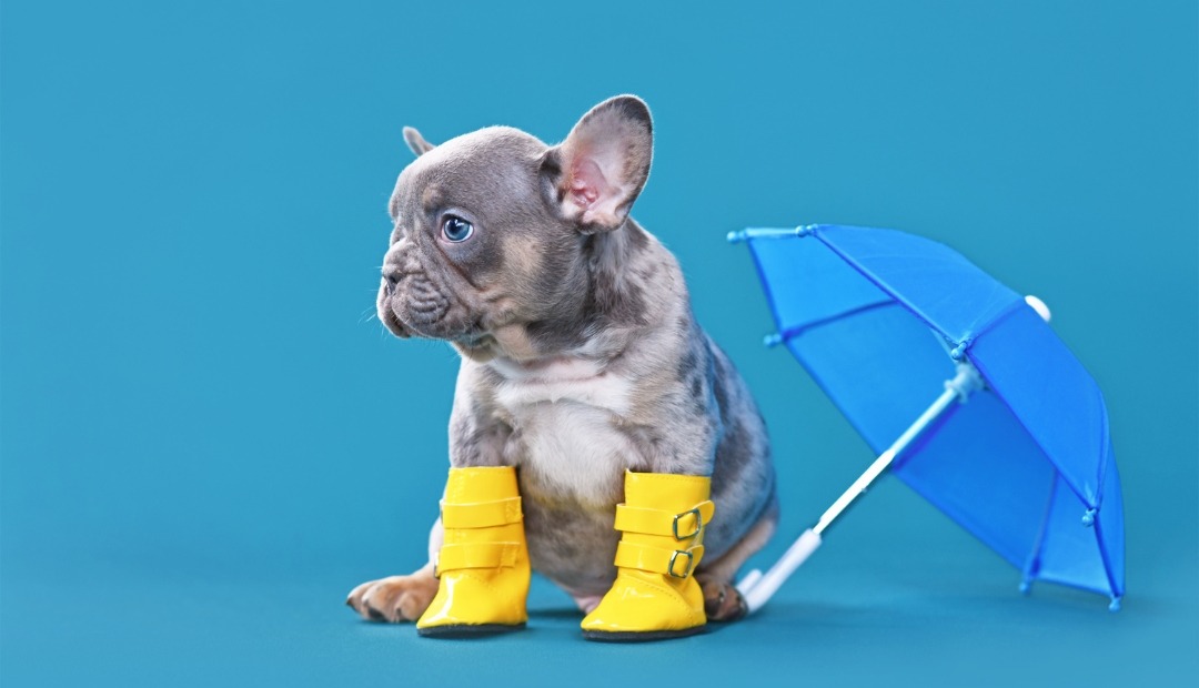 Image for 5 Must-Have Items for Walking Your Dog in the Rain: Essential Gear for Wet Weather Walks