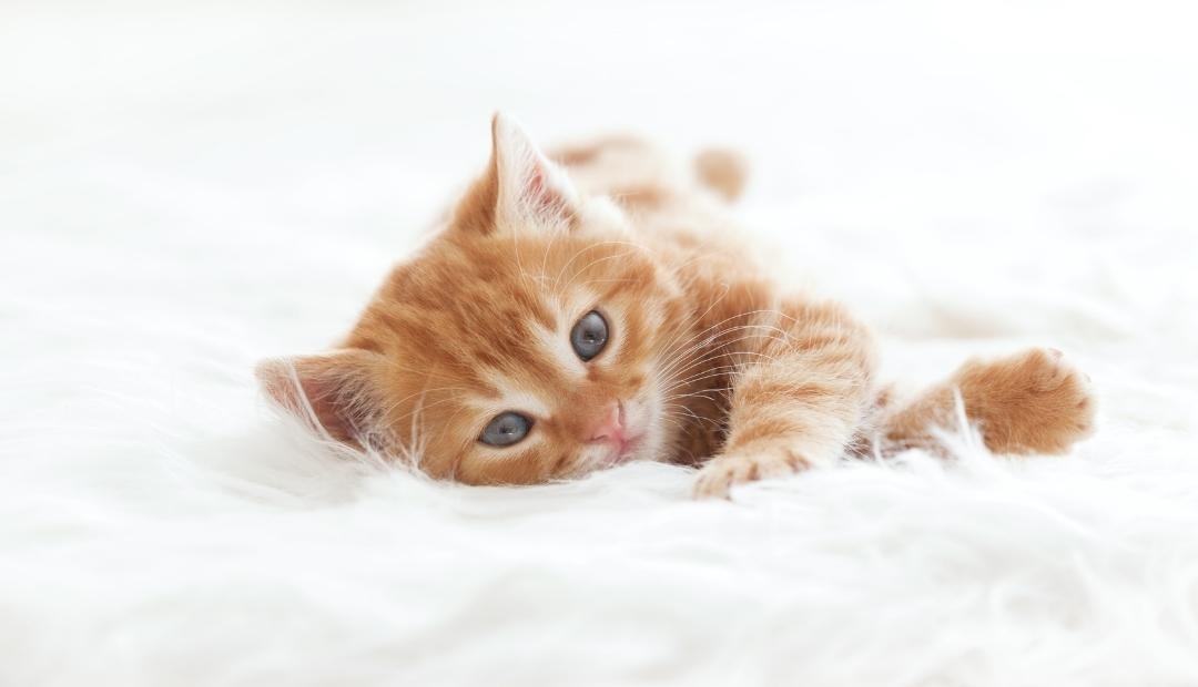 Image for What to Anticipate When Welcoming a New Kitten Into Your Home: 6 Key Insights