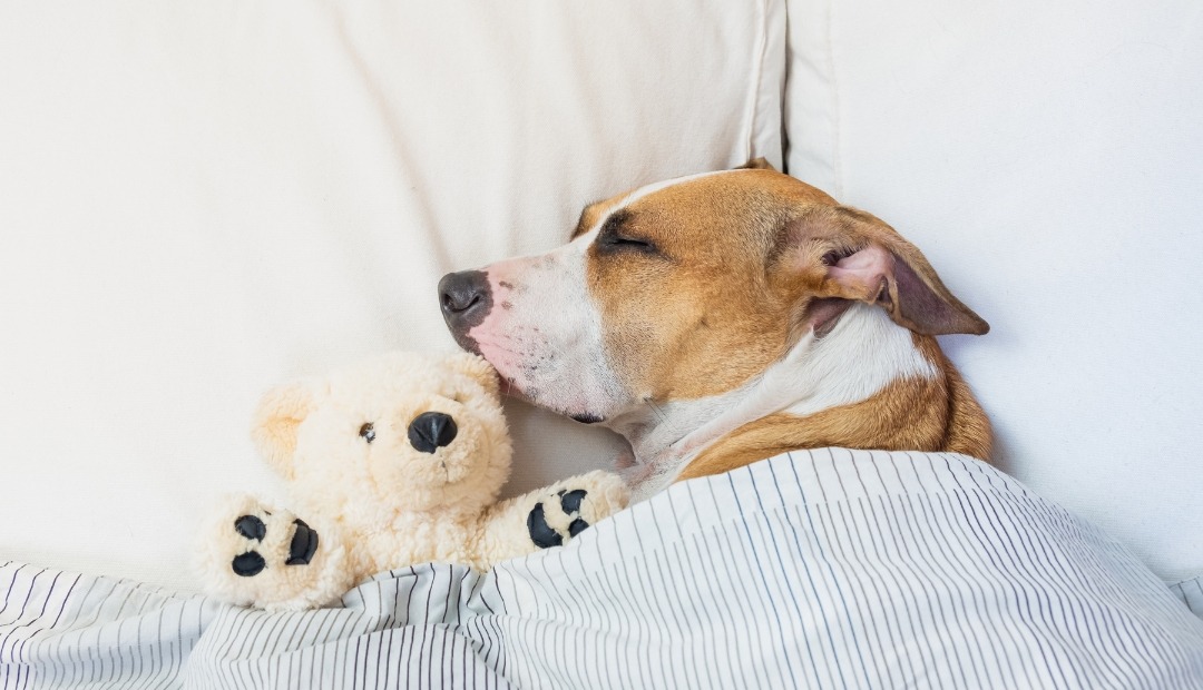 Image for How to Clean Different Pet Toys and When to Toss Them Out