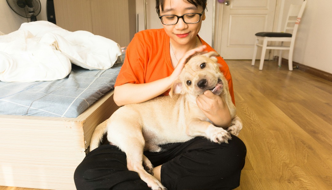Image for Pet Policy Questions to Ask Before Choosing a Short-Term Lease