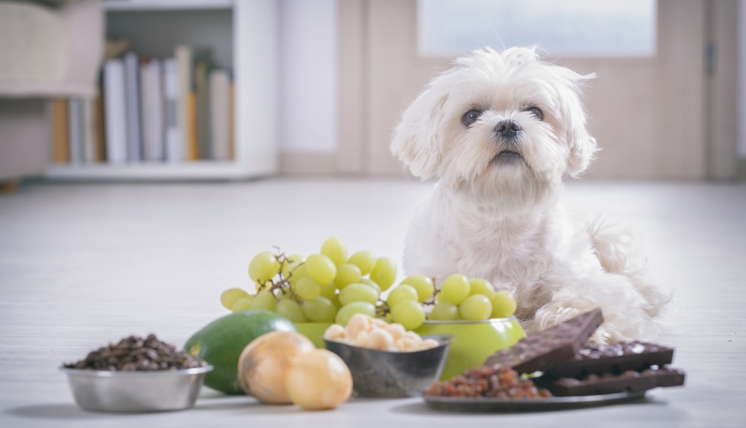 Image for Top 10 Foods You Should Never Feed Your Pets: A Guide to Keeping Furry Friends Safe