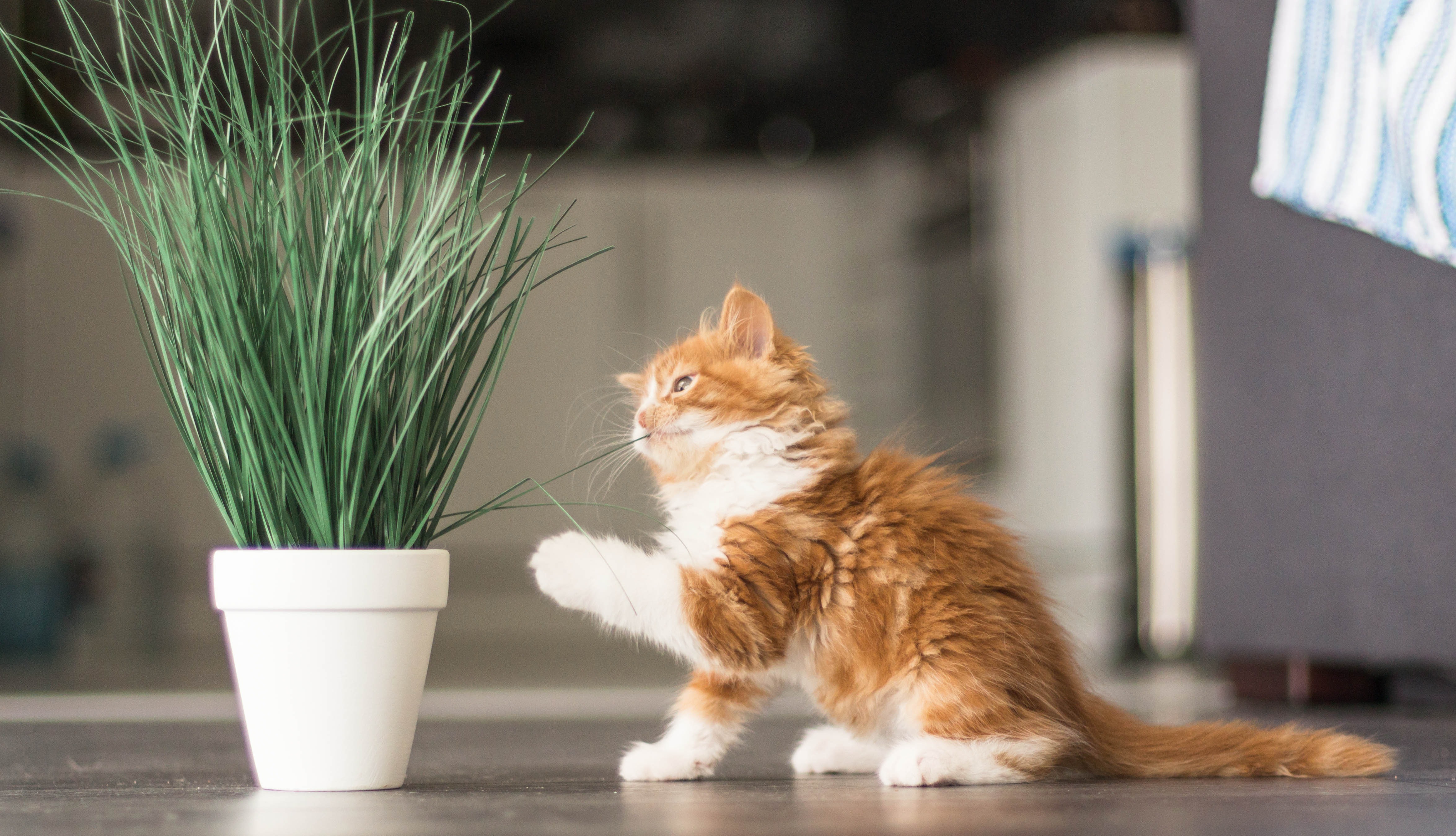 Image for 5 Easy Ways to Minimize Your Cat's Hairball Problem