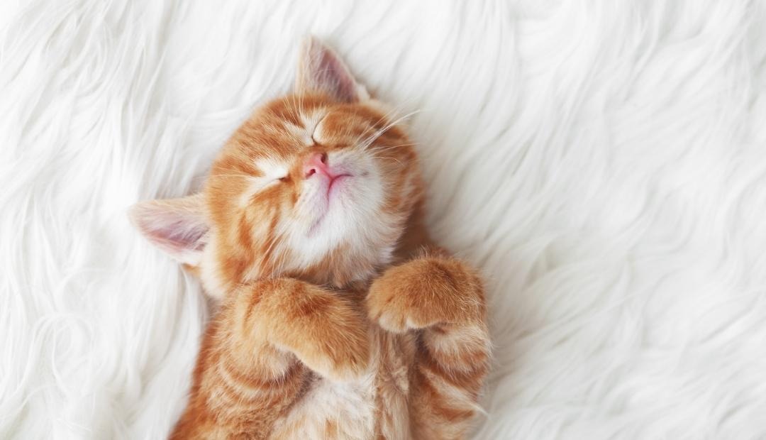 Image for 6 Things You Should Know When Getting Your First Kitten