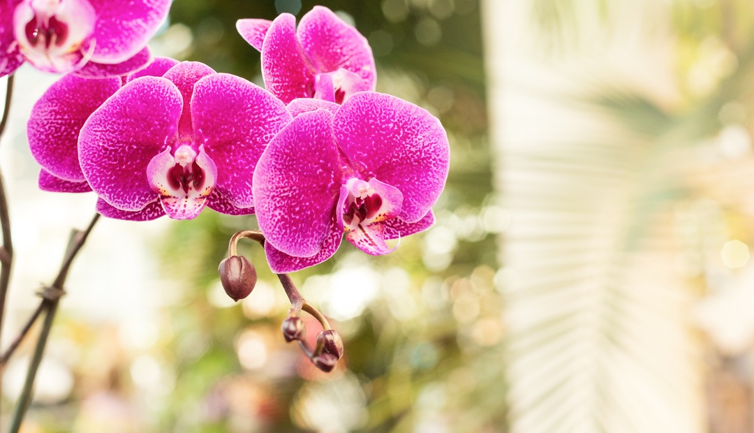 Image for Discover the Enduring Elegance of Orchids: An Ideal Gift for Any Celebration