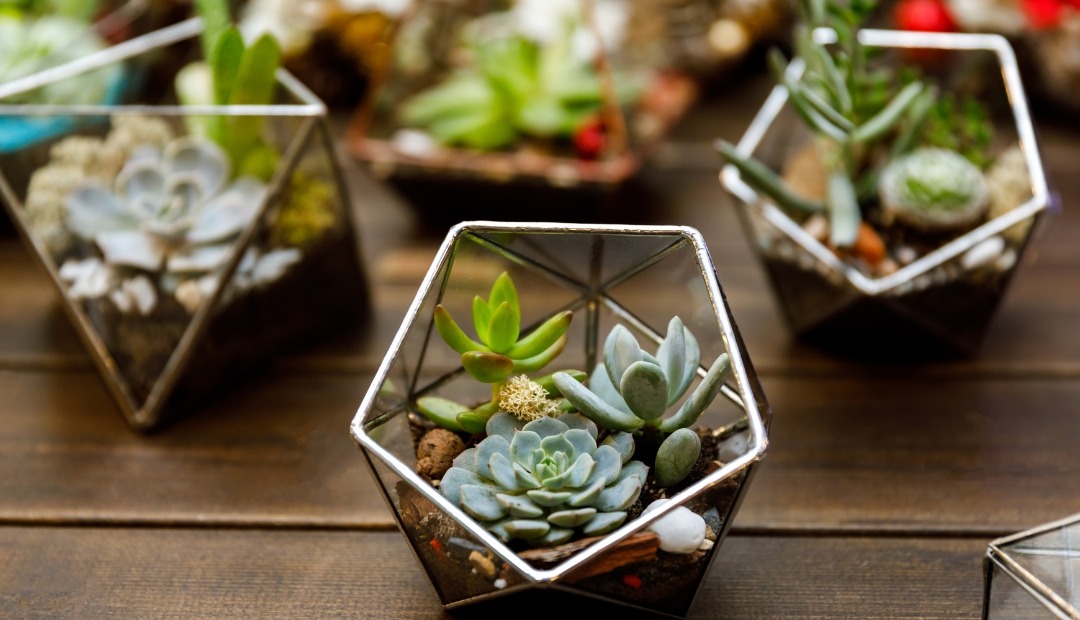 Image for How to Build a Basic Terrarium–A Magical Mini World for Your Apartment