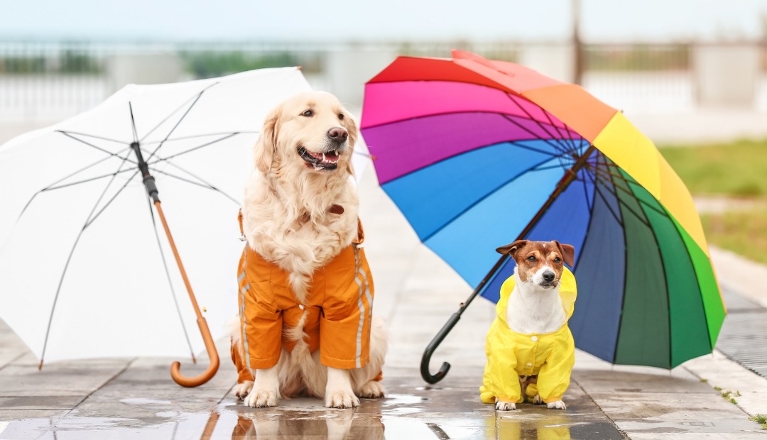 Image for The Top 5 Essentials for Wet Weather Dog Strolls