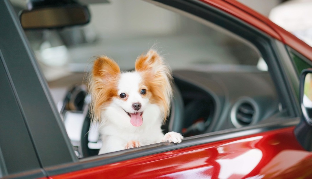 Image for Traveling Happily with Pets: Your Comprehensive Guide to Stress-Free Journeys