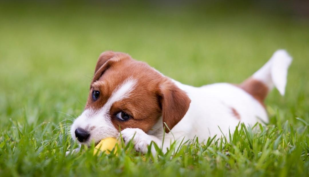 Image for Your Ultimate Guide to Caring for Your New Puppy: Everything You Need to Know