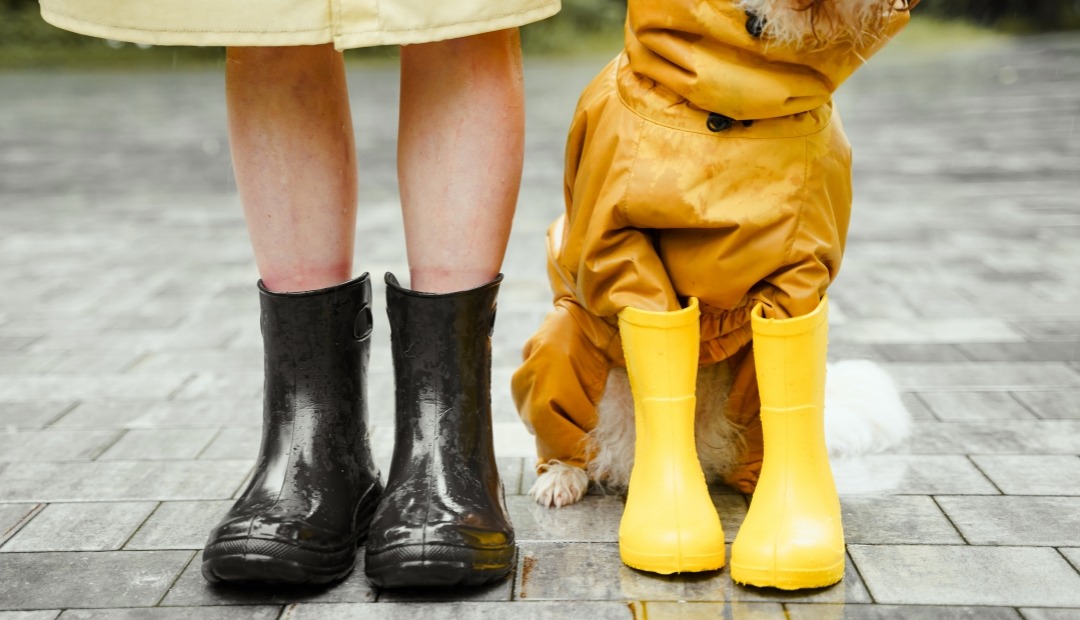 Image for Essential Rainy Day Gear for Dogs: Keep Your Pup Dry and Happy During Wet Walks