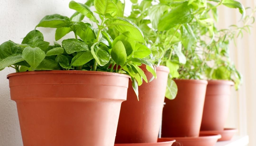 Image for Kitchen Gardening: 4 Herbs You Can Grow Easily