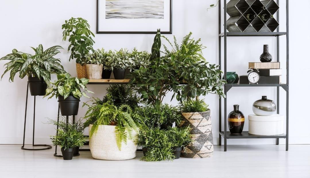 Image for 5 Essential Houseplants That Improve Air Quality in Your Kitchen