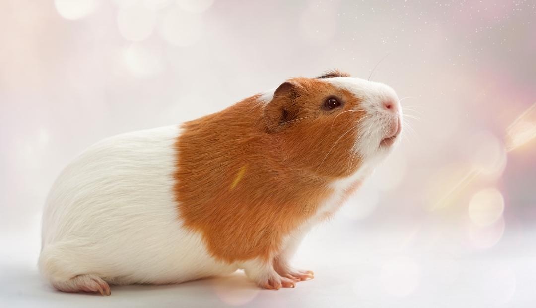 Image for Beginner's Guide to Caring for a Pet Guinea Pig