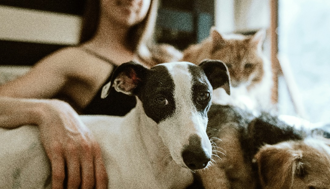 Image for What to Ask Before Renting an Apartment with Cats or Dogs