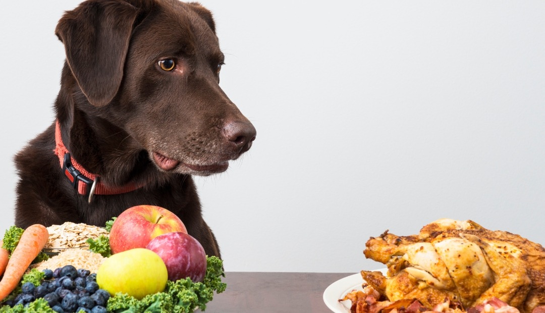 Image for Hidden Hazards: Everyday Foods in Your Pantry That Could Be Harmful to Your Pets