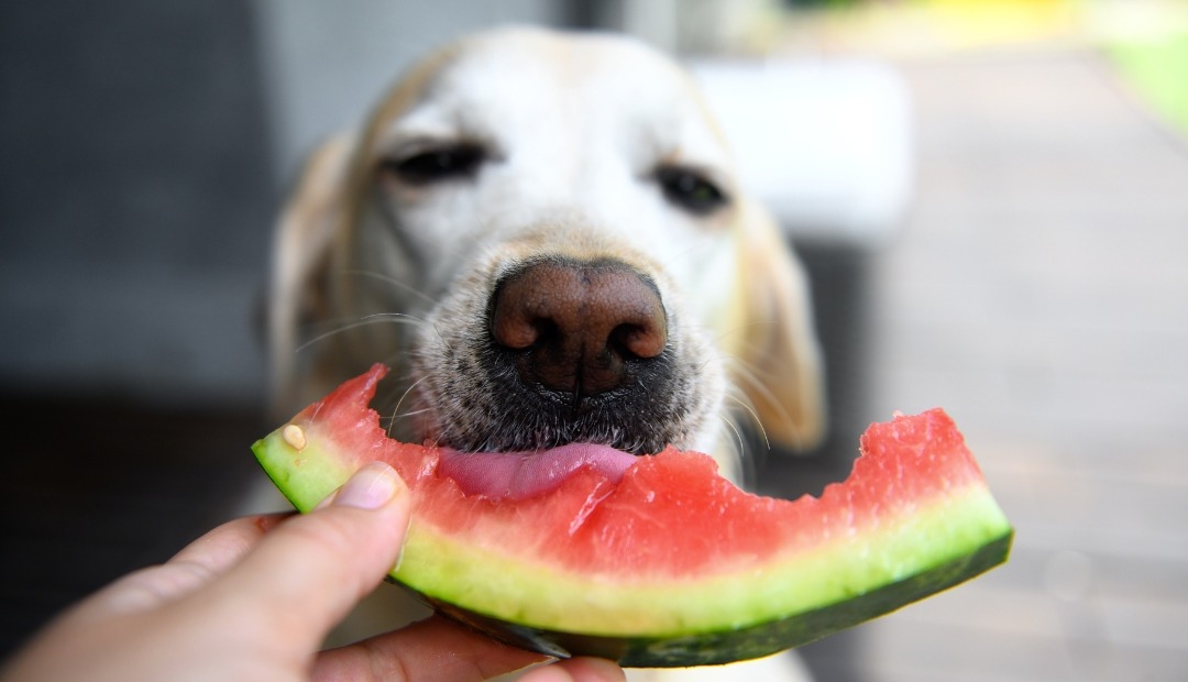 Image for 10 Fruits and Veggies That Double as Healthy Dog Treats