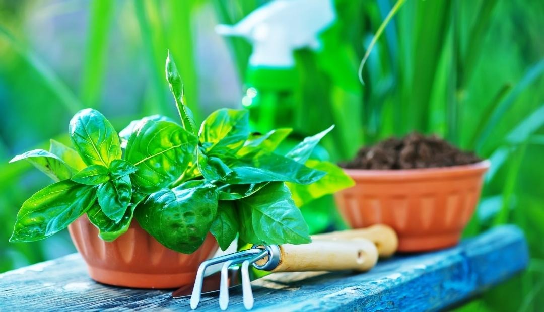 Image for 5 Positive Effects Of Gardening In Your Life