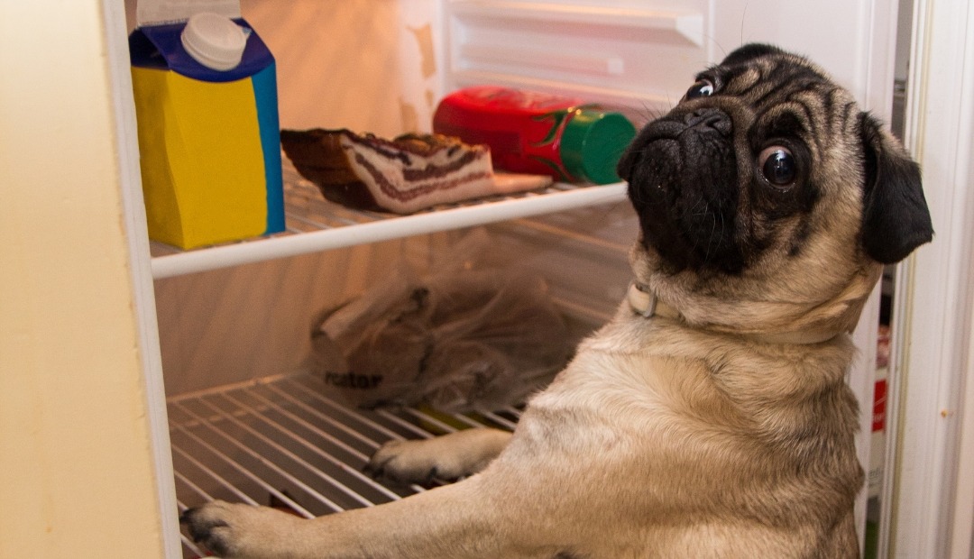 Image for Beware: Everyday Pantry Items That Could Endanger Your Pets' Health