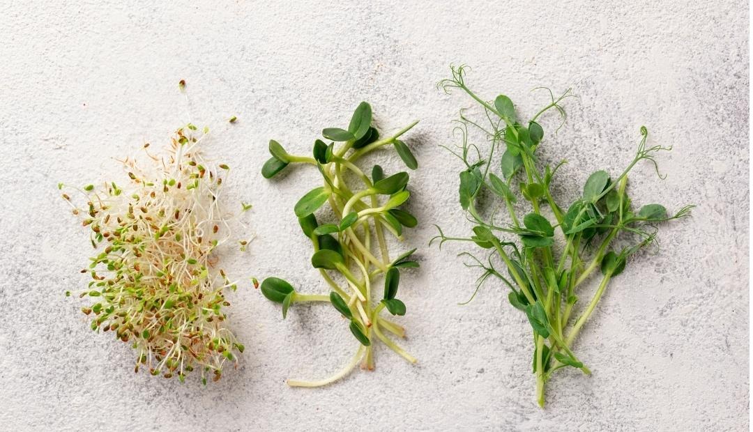 Image for Guide to Microgreens: Benefits, Kinds, and Meal Ideas