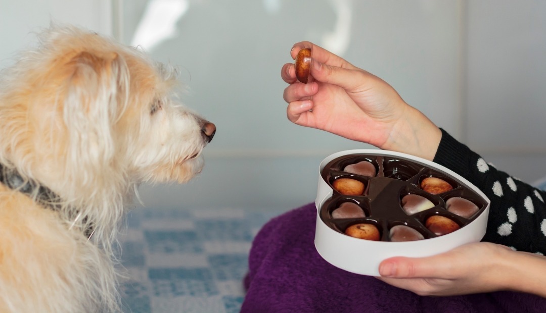 Image for Foods That Can Harm Your Furry Friends: Essential Caution for Pet Owners